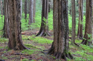 Sitka Tree Grove.RJL | Sitka Legacy Foundation